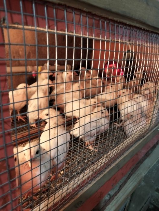 Продам цыплят Адлер серебро