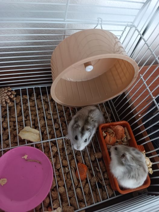 Пара хомячков продам