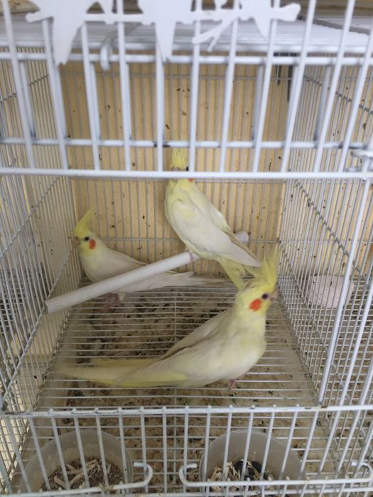 Каркла ручной ва паралар