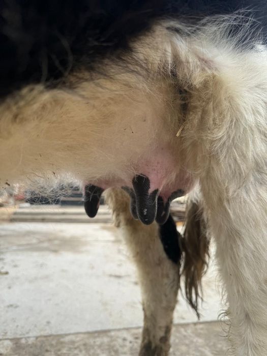 Қара қасқа Қашар бұзаулы