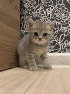 Шотланские Мальчик и девочка 1,2 месяца.