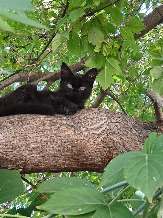 Кошка с котятами