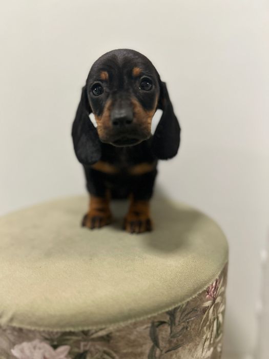 Teckel miniatura din parinti cu Pedigree FCI