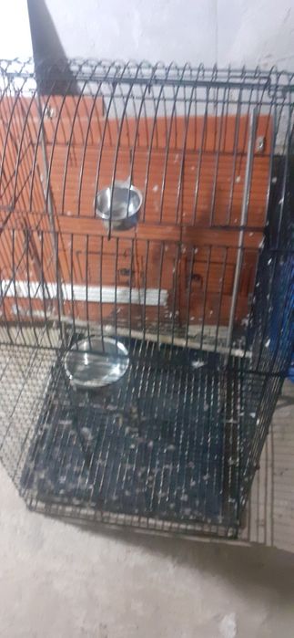 Colivie papagali mare