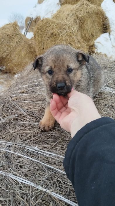 Продам щенков овчарки