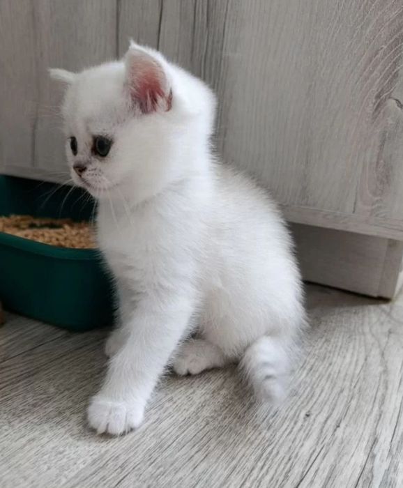 Шиншилла серебро котенок