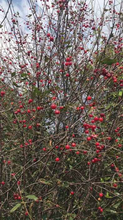 Дача 42кв в Новопавловке