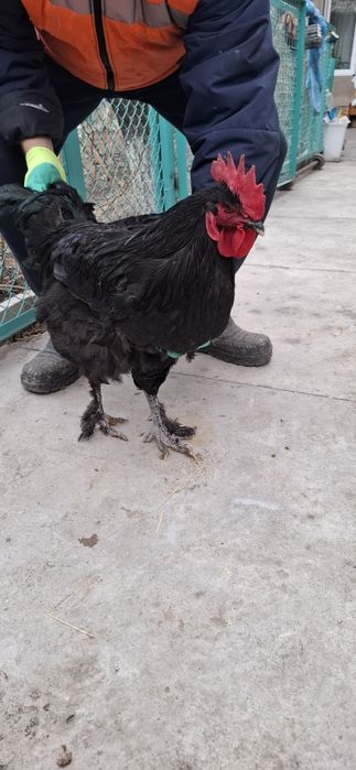 Джерсийский Гигант