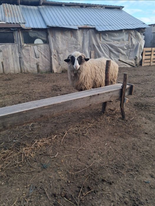 Vând doi berbeci noatini și o miauă