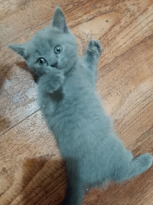 Срочно Котёнок британец...