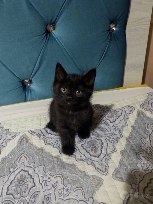 Отдадим 2 котят игристые