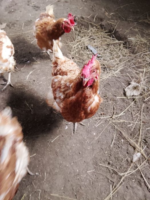 Продам кур несушек