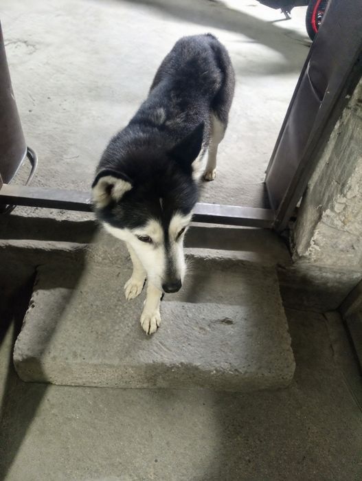 Zoti:Sibir xaskisi