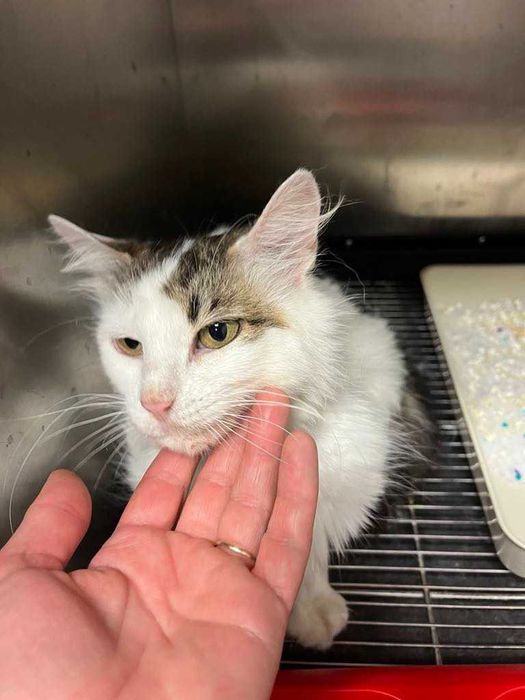 Млада котка, пухкава, мила, търси своите грижовни стопани.
