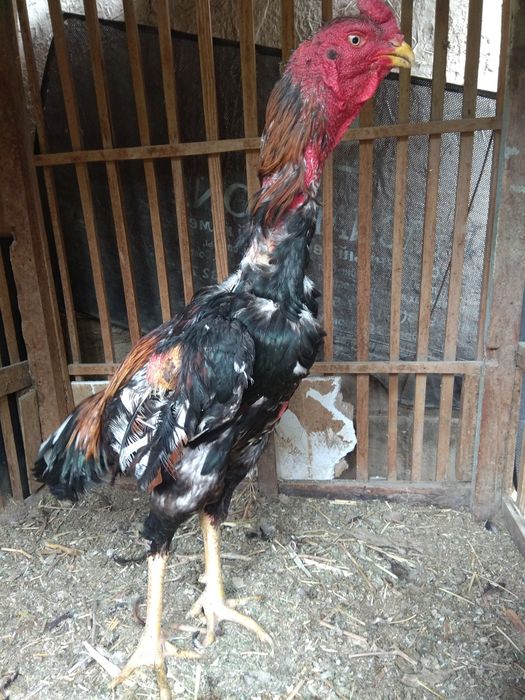 Dakan xuruz sotiladi 2ta yutgan