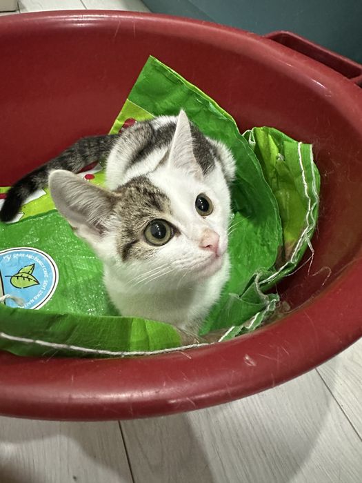 Котенок мальчик 3 месяца