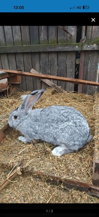 Iepuri 3 femele și 1 mascul