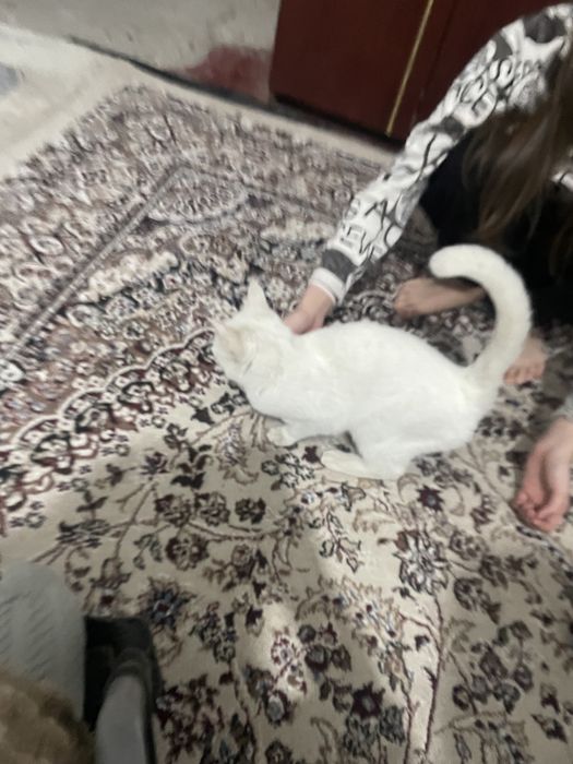 Мушук Текинга берамиз