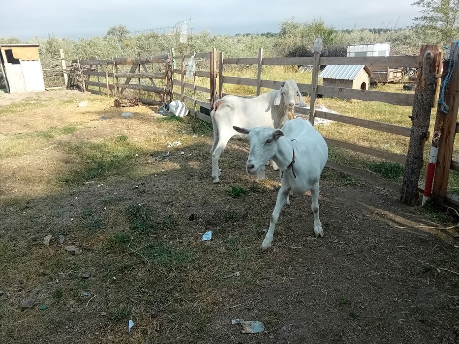 Vând țap bun de  montă