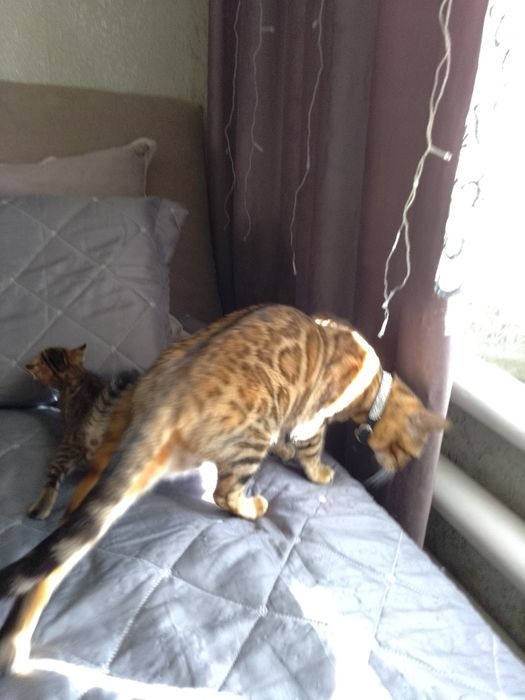 Бенгальские котята