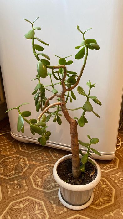 Продам толстянкку