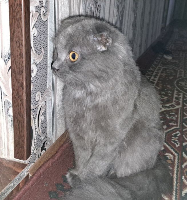 Скоттиш фол кошкад