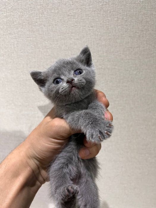 Продаются котята британской шиншиллы