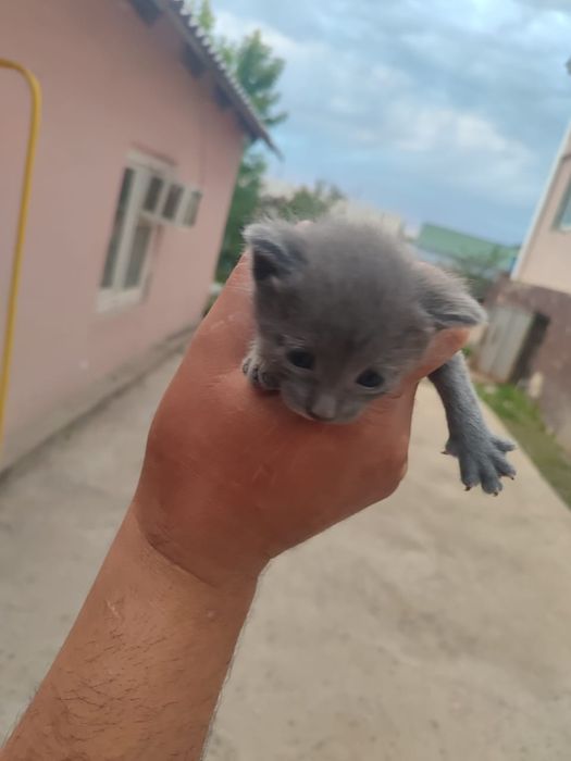 Котенки хороший руки одам 27 дней