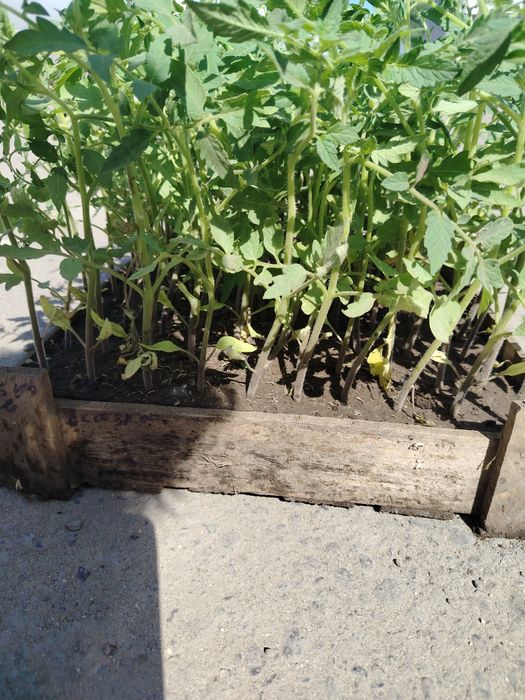 Продам помидоры ящиком, низко рослые.