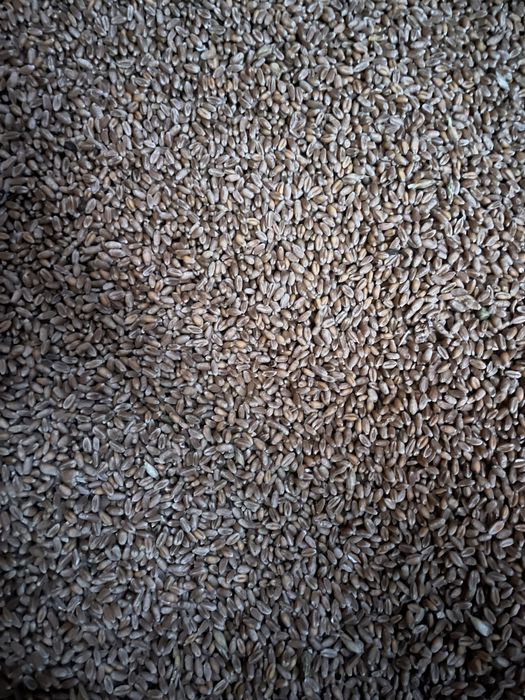 Vand grau calitate superioara/Ofer transport la domiciuliu