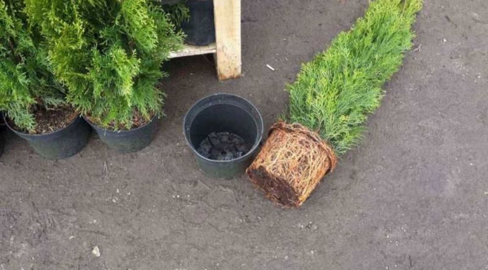 Amenajări grădini cu plante ornamentale