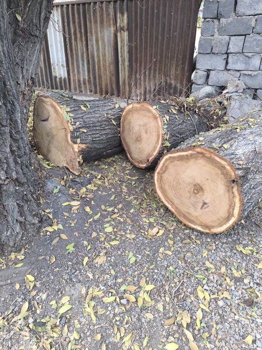 Ствол дерева на мебель