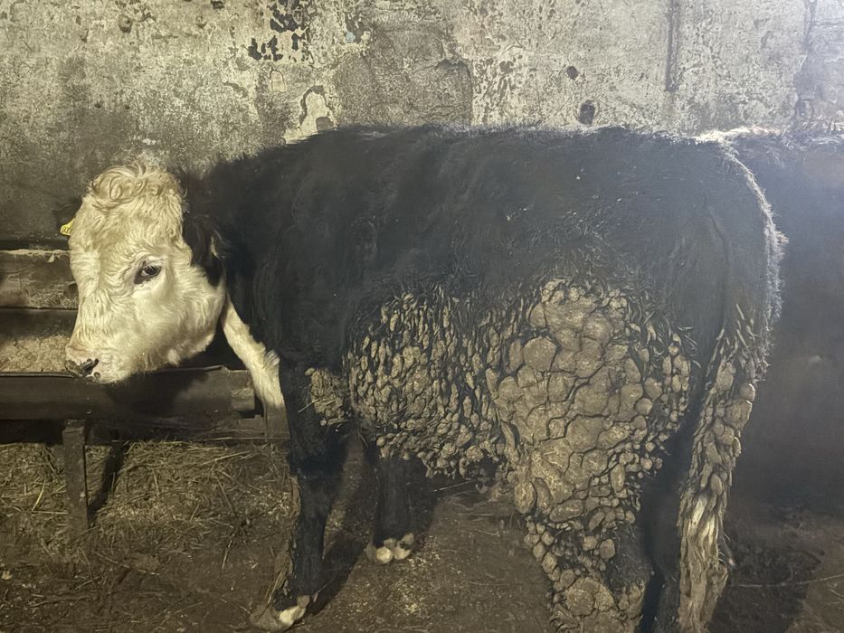 Бычки на племя акбас, ангус