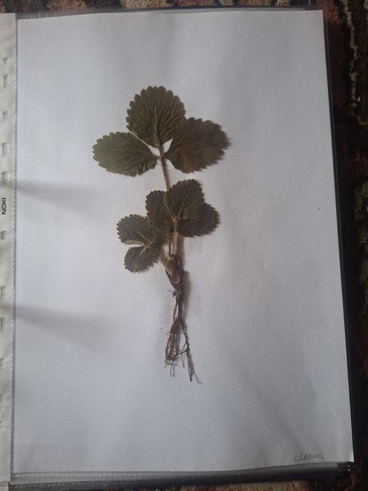 Ierbar școlar,liceu,facultate-25 de plante,flori