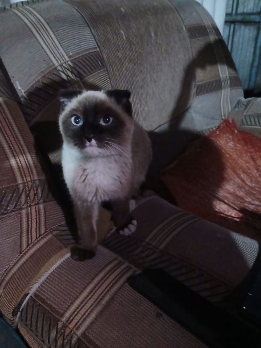 Кот породистый вислоухий сиамской породы