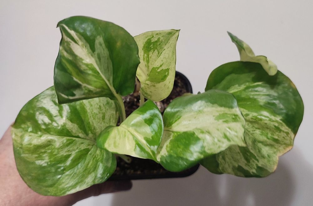 Сциндапсусы и Эпипремнумы