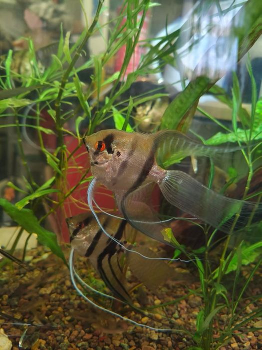 Рыбка Скалярия. Вуалевые.