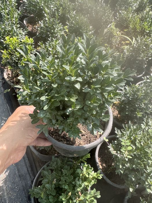 Самшит оптом.  .