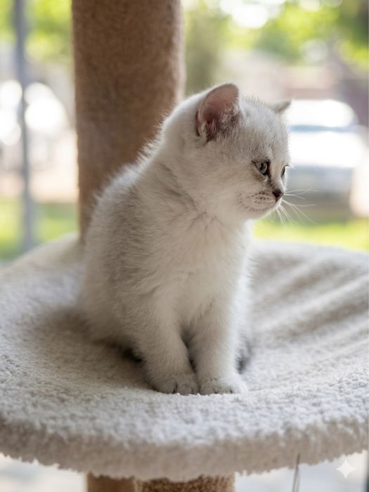 Котенок шиншилла