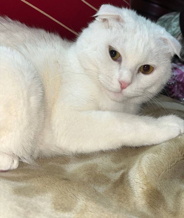 Скоттиш фолд (девочка)