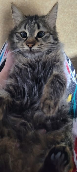 Кошка норвежская лесная кошка