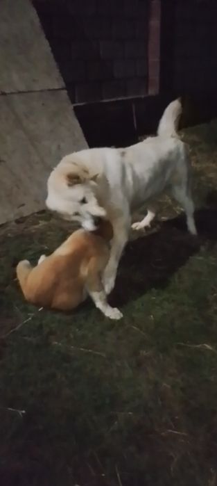 Ургашы төбет 3жасар