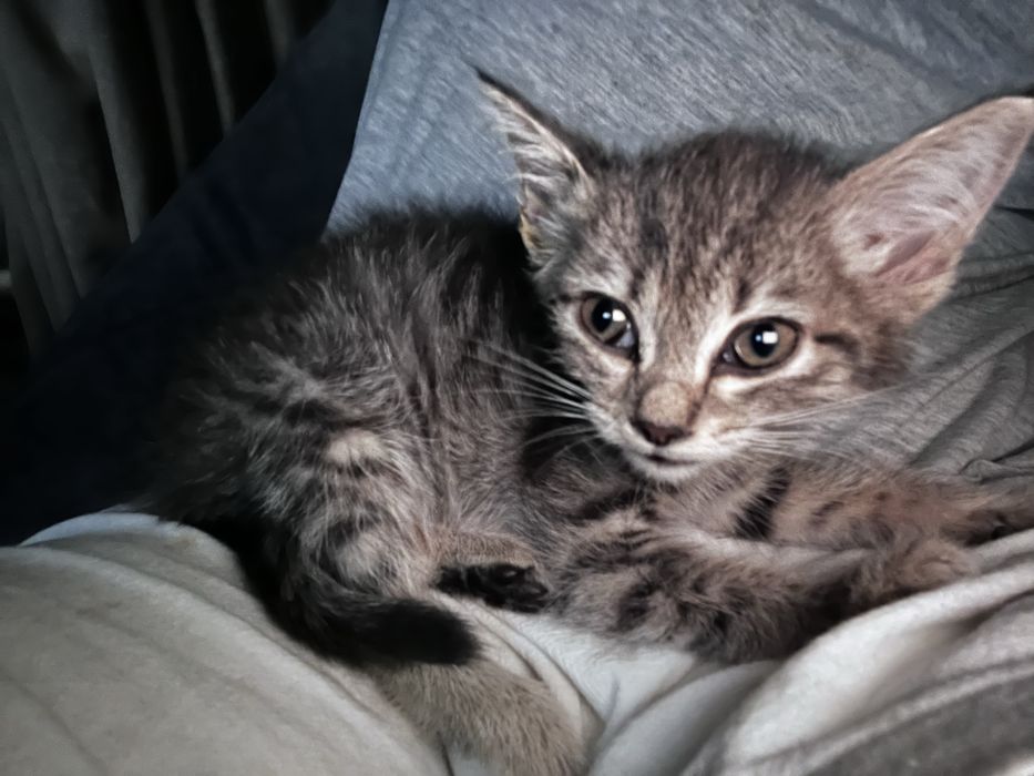 Маленький котенок серый
