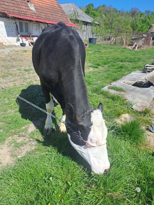 Vaca de vanzare  7 ani