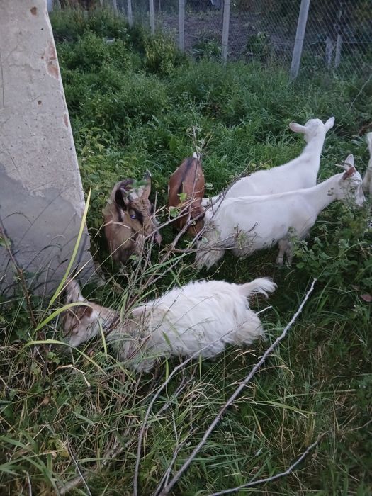 Vând  6 iezi  preț 230lei bucata