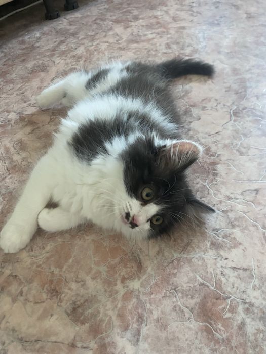 Отдам котенка в добрые руки