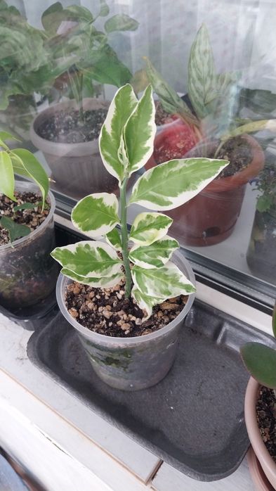 Продам комнатные цветы.