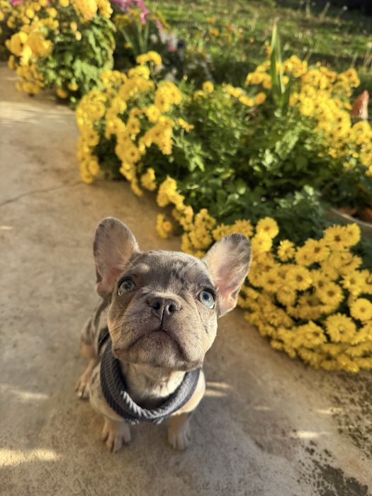 Френски булдог цвят Мерле
