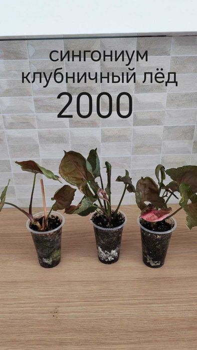 Сингониумы разных сортов