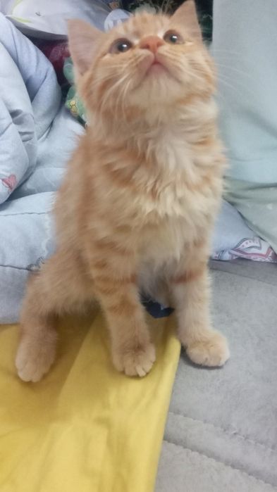 Котёнок домашний